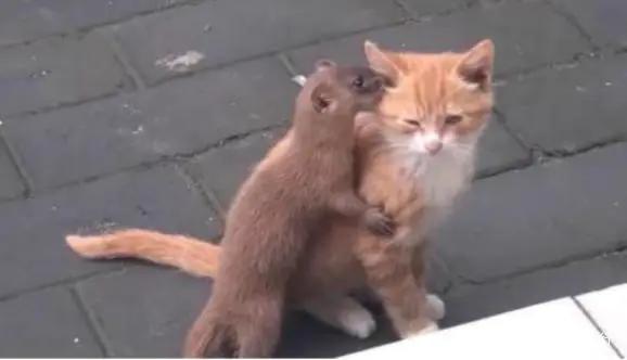 黄鼠狼为什么不能吃,黄鼠狼真的能吃吗