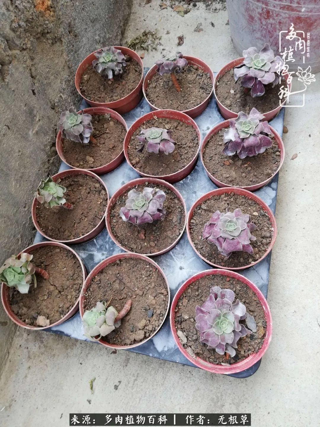 多肉寒冬中茁壮成长,多肉岁月的沉淀