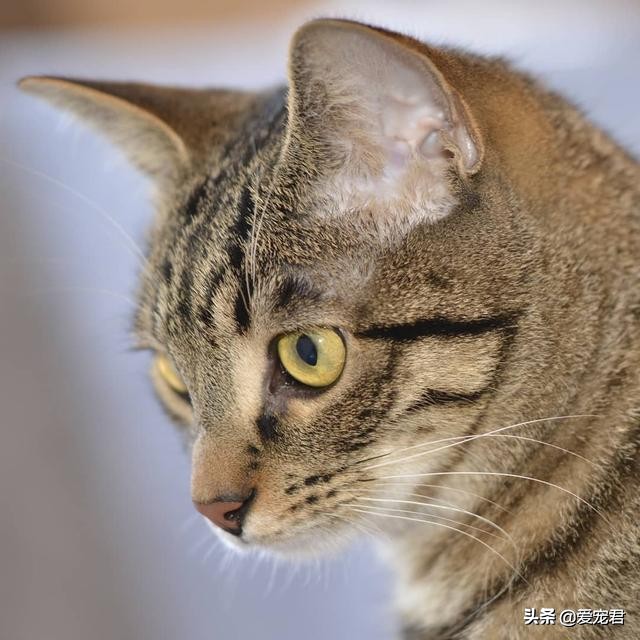 铲屎官怕仓鼠怎么办,铲屎官害怕猫呕吐