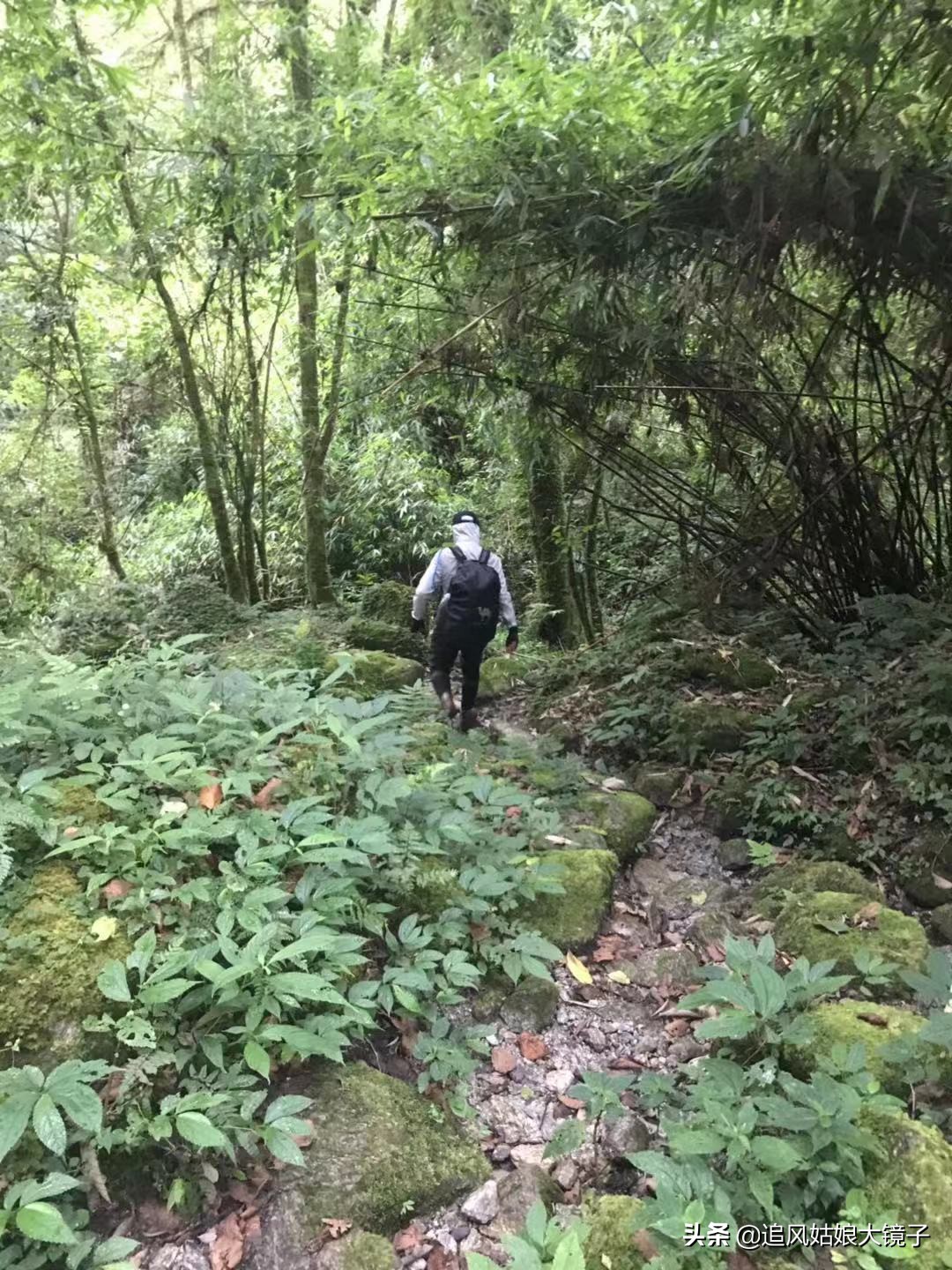 穿越原始的森林,穿越原始森林巨大蜈蚣
