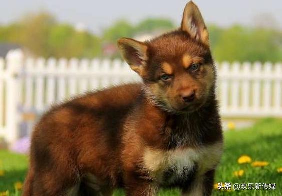 十种好养的宠物狗品种,100种可爱的狗