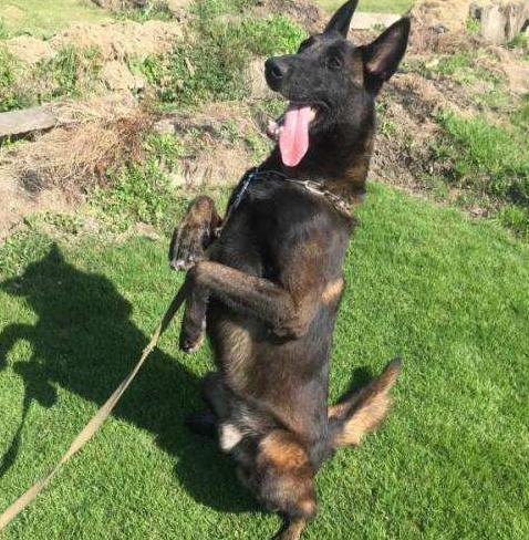 被禁养的狗有狗证也不行吗,马犬成都属于禁养犬吗