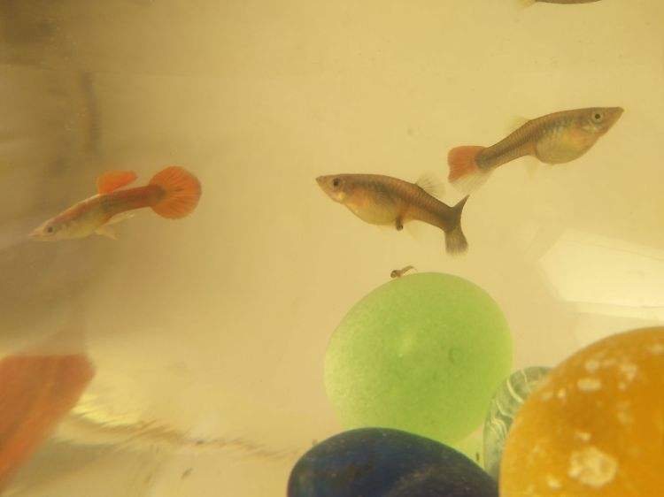 孔雀鱼怎么繁殖需要注意什么,孔雀鱼如何繁殖比较好