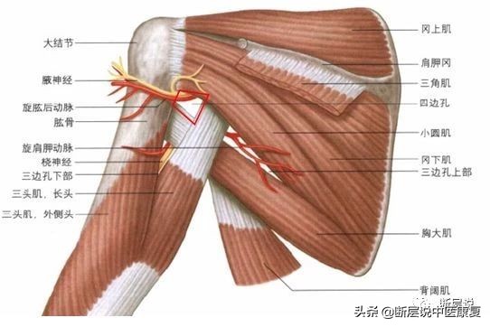 肩膀处抬不起,肩膀抬不起来感觉卡住了