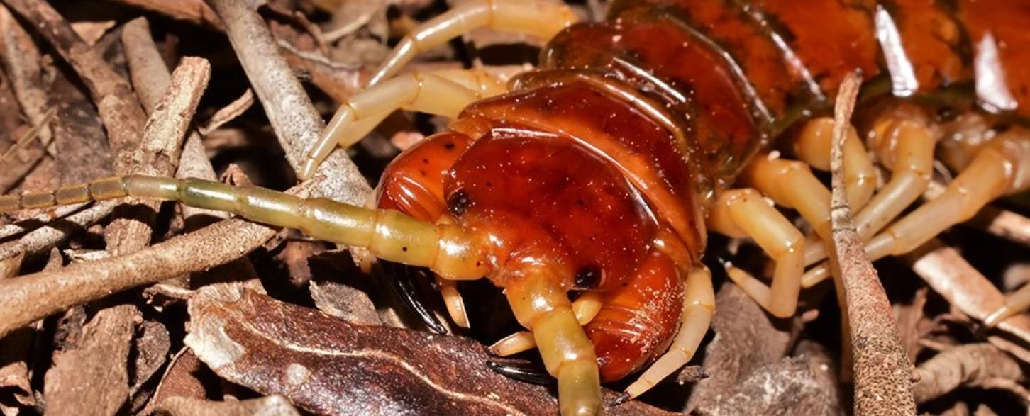 最大蜈蚣捕食,巨型蜈蚣捕食的全过程