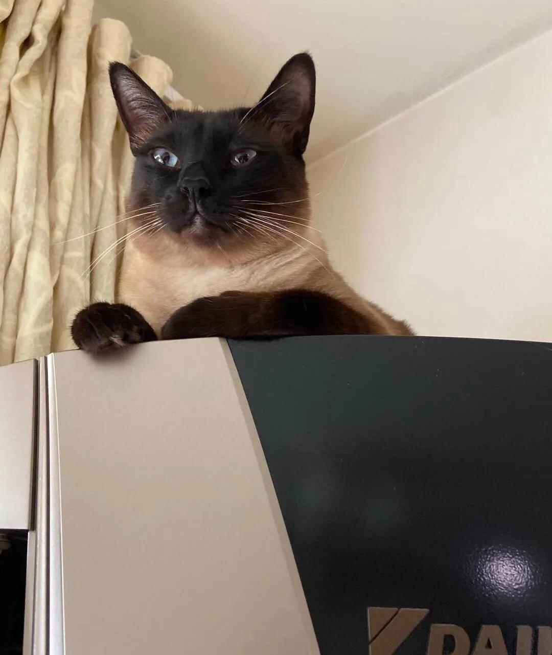 暹罗糊了是不是就不会白回来了,怎么看暹罗长大不会糊