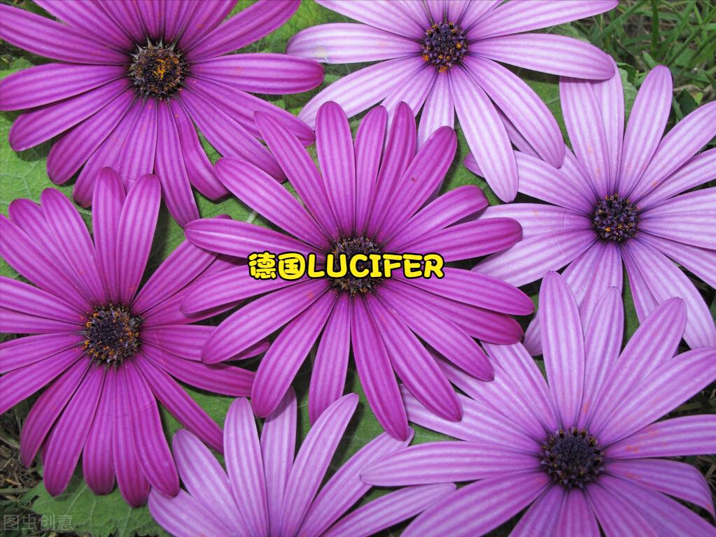 兰蔻absolue大套盒,兰蔻紫套装