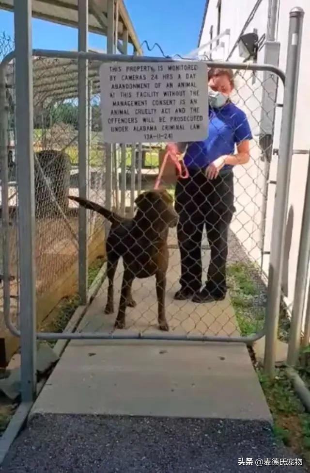 狗狗走失2个月后一路狂奔,狗狗失踪年苦等主人认出激动暴哭