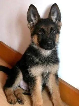 温柔的中亚牧羊犬,温柔的黑犬