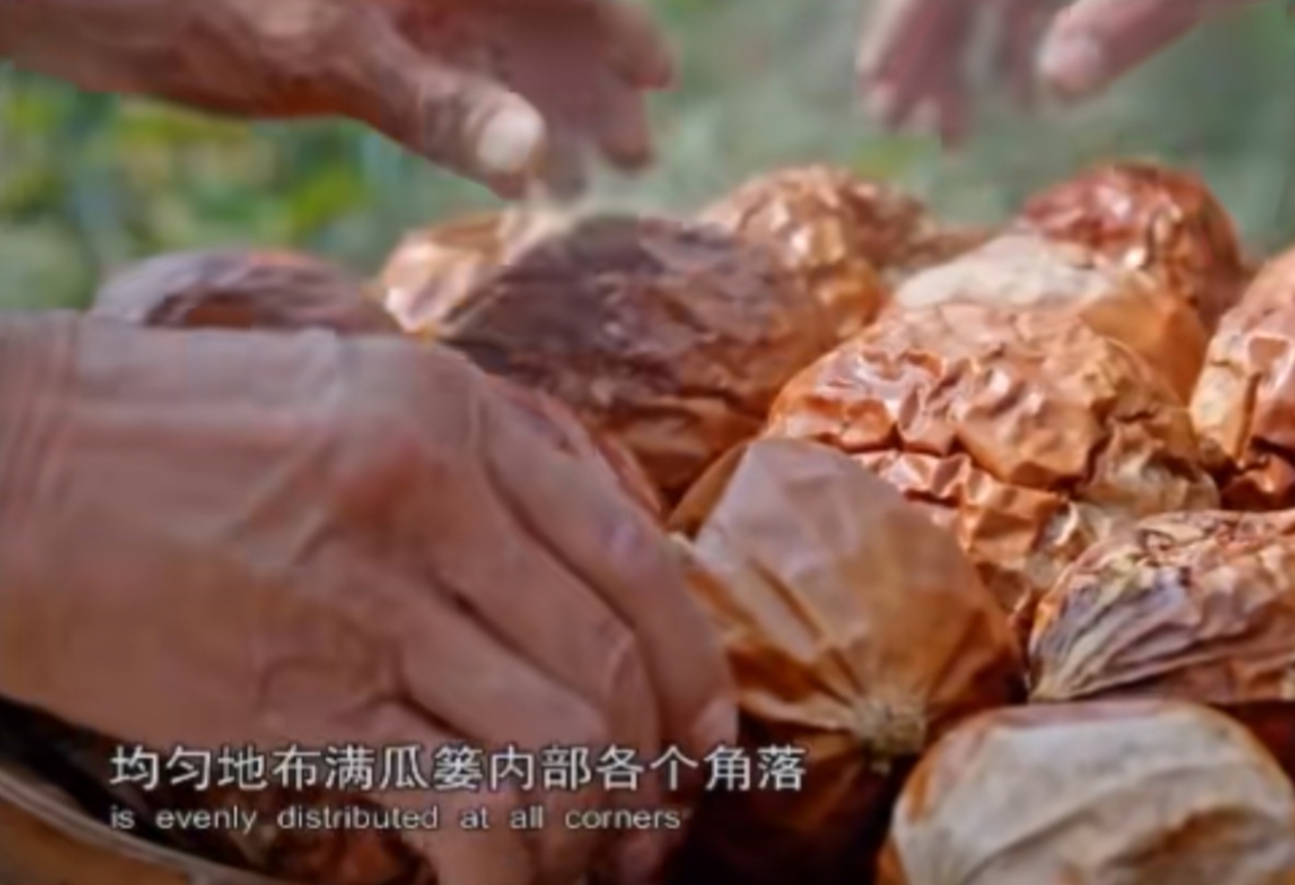 瓜蒌栽培技术视频,中药材瓜蒌种植技术与方法