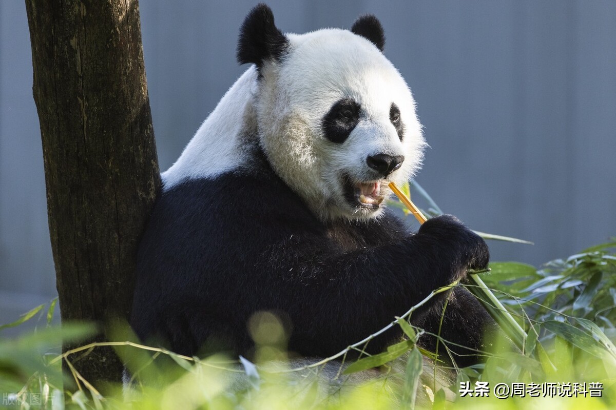 雅康高速修建视频,雅康高速的意义