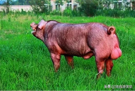 母猪超过预产期产仔少吗,母猪肚子小产仔就一定少吗