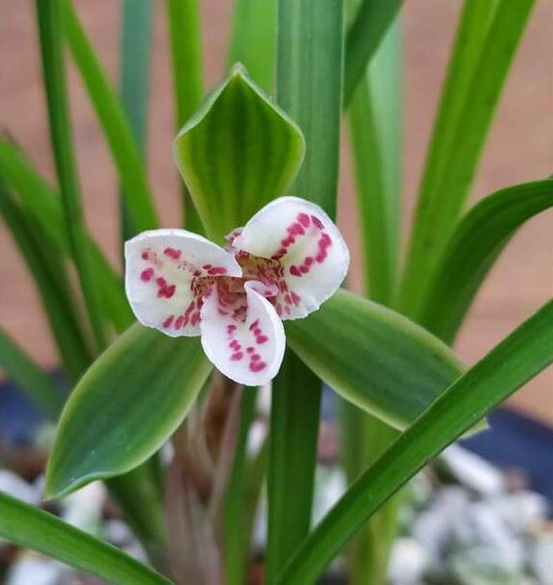 兰花长苞没等开花就花苞枯萎了,网购的兰花花苞枯萎怎么回事