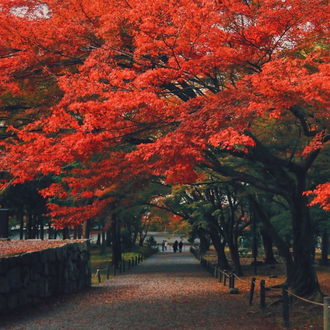 停车坐爱枫林晚，感受火红的秋