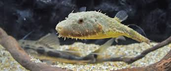 冷门热带小型观赏鱼,简单好养的观赏鱼都有哪些