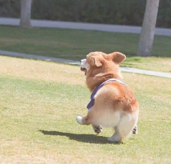 家里狗狗生病莫要惊慌！狗狗常见疾病以及解决方法，收藏有用