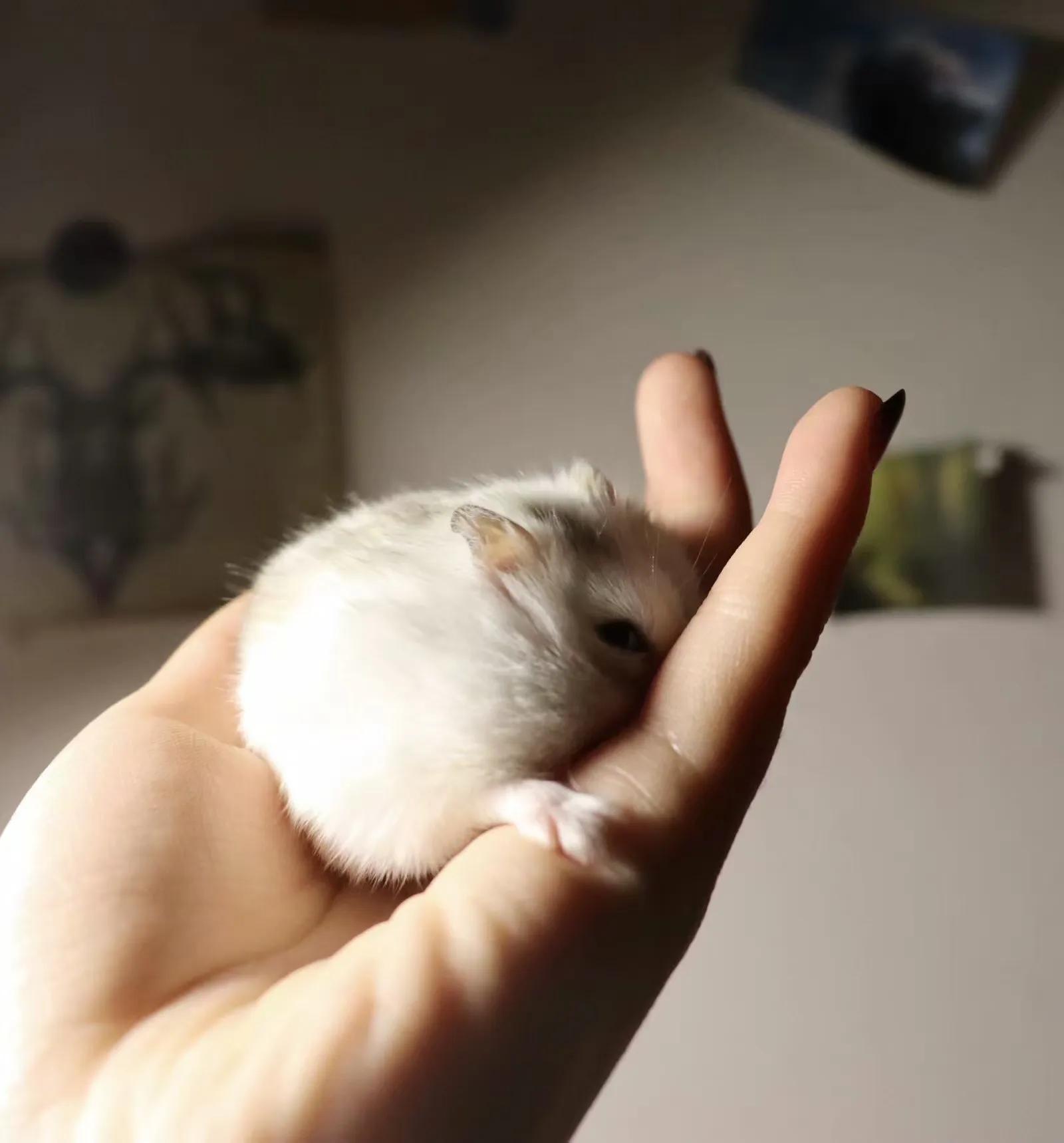 仓鼠幼崽成长记录,仓鼠记录