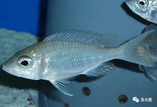 三湖慈鲷马鲷孔雀珍珠系能长多大,三湖慈鲷之孔雀