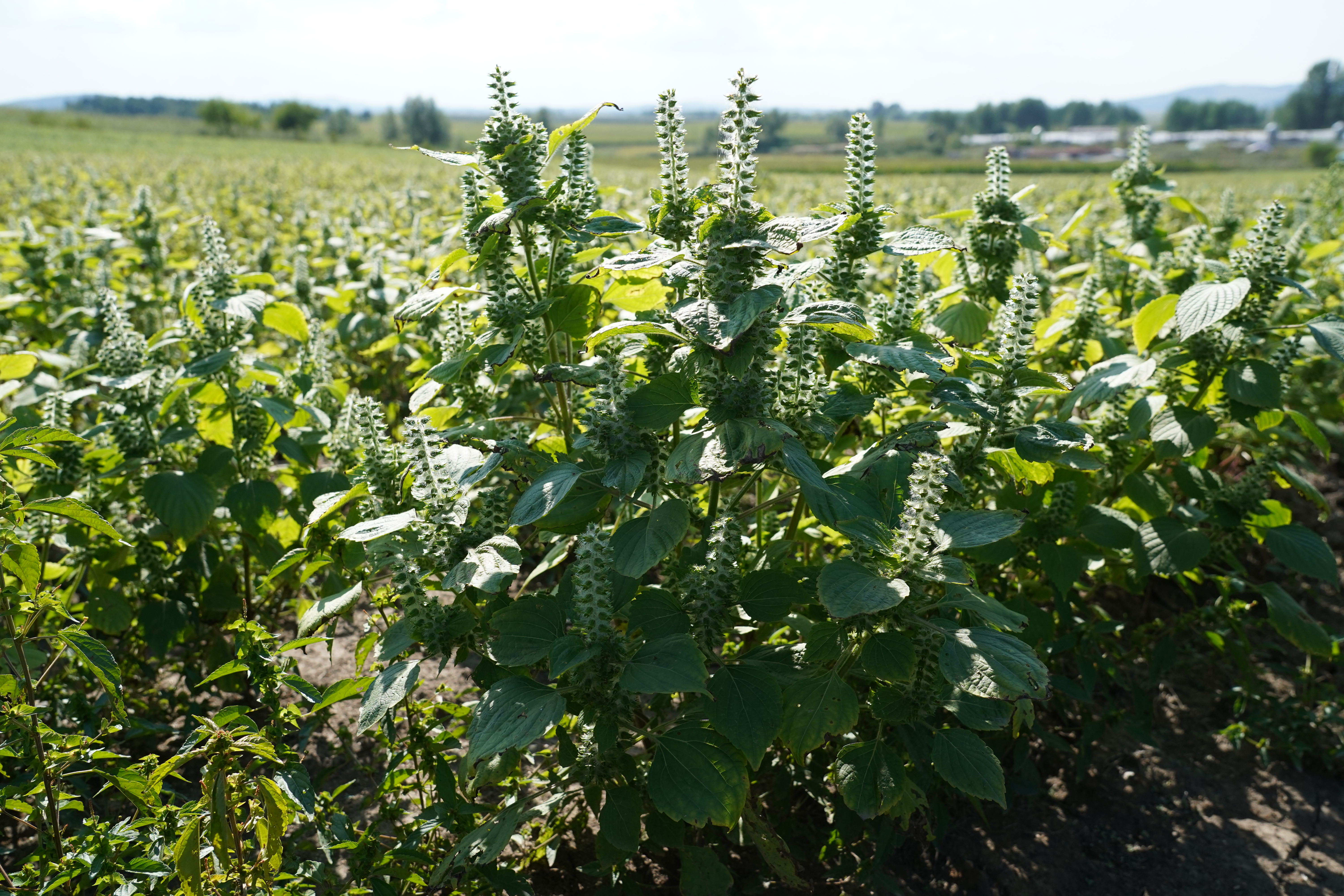 桦南紫苏种植基地在哪里,华南紫苏之乡