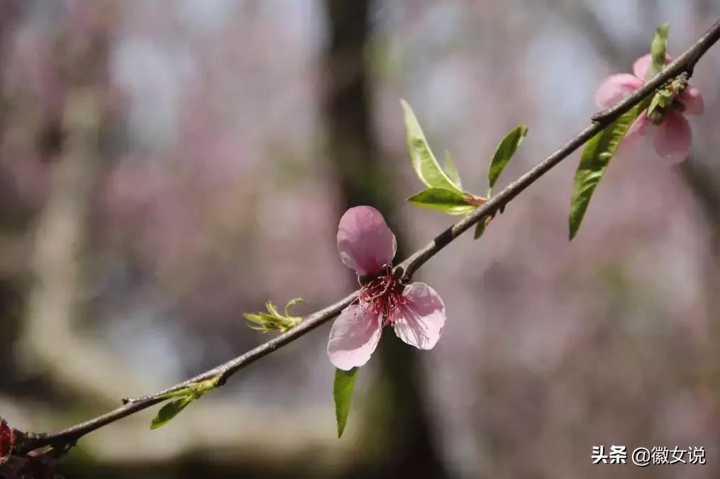 皖北的一个姑娘,安徽皖北姑娘