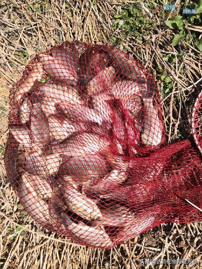 麦子钓野河鱼的最佳配方,野钓鲤鱼最诱鱼的酒米