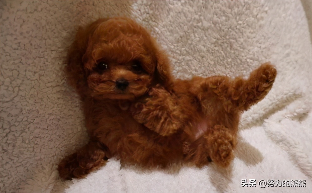 泰迪幼崽什么时间可以剃胎毛,泰迪幼犬胎毛是剃光还是剪短呢