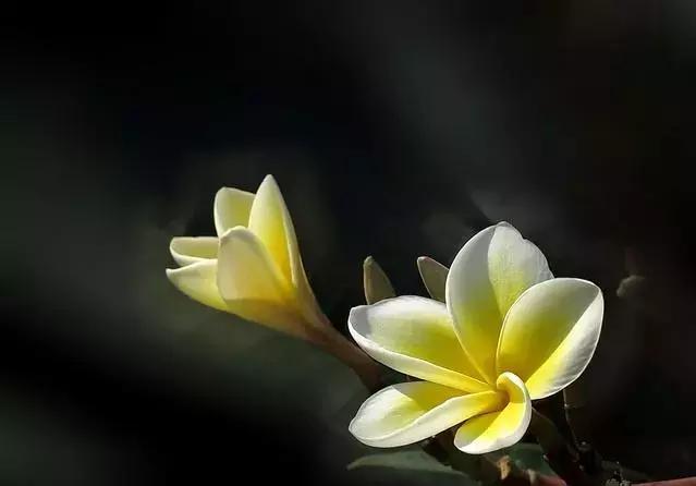 植物认知|佛系植物，五树六花