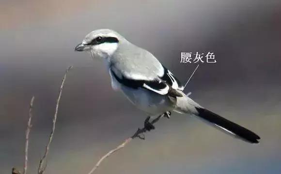 伯劳鸟饲养,没睁眼的伯劳怎样饲养