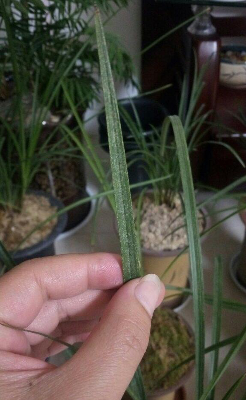 兰花新叶发黑怎么回事,兰花叶片发黄的原因和处理方法