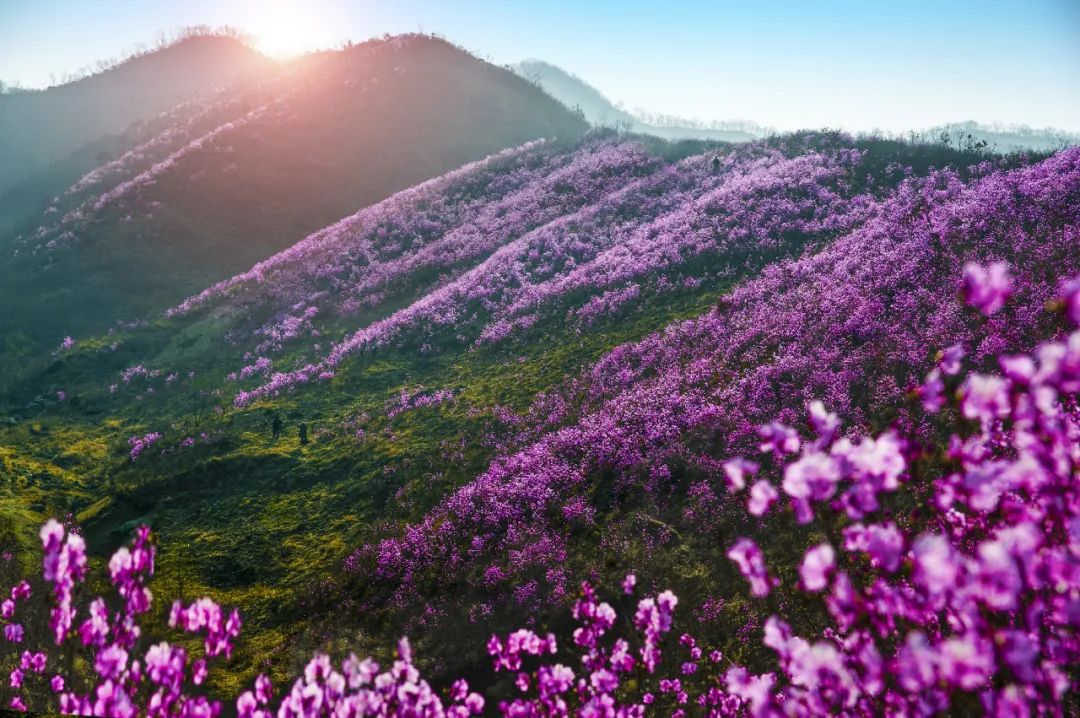 中国玉都岫岩映山红景区,岫岩黄岭子千亩映山红景区等你来