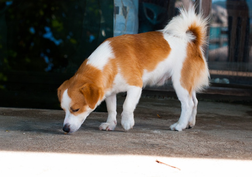 狗狗误食的症状多久出现,狗狗误食了不能吃的东西怎么办