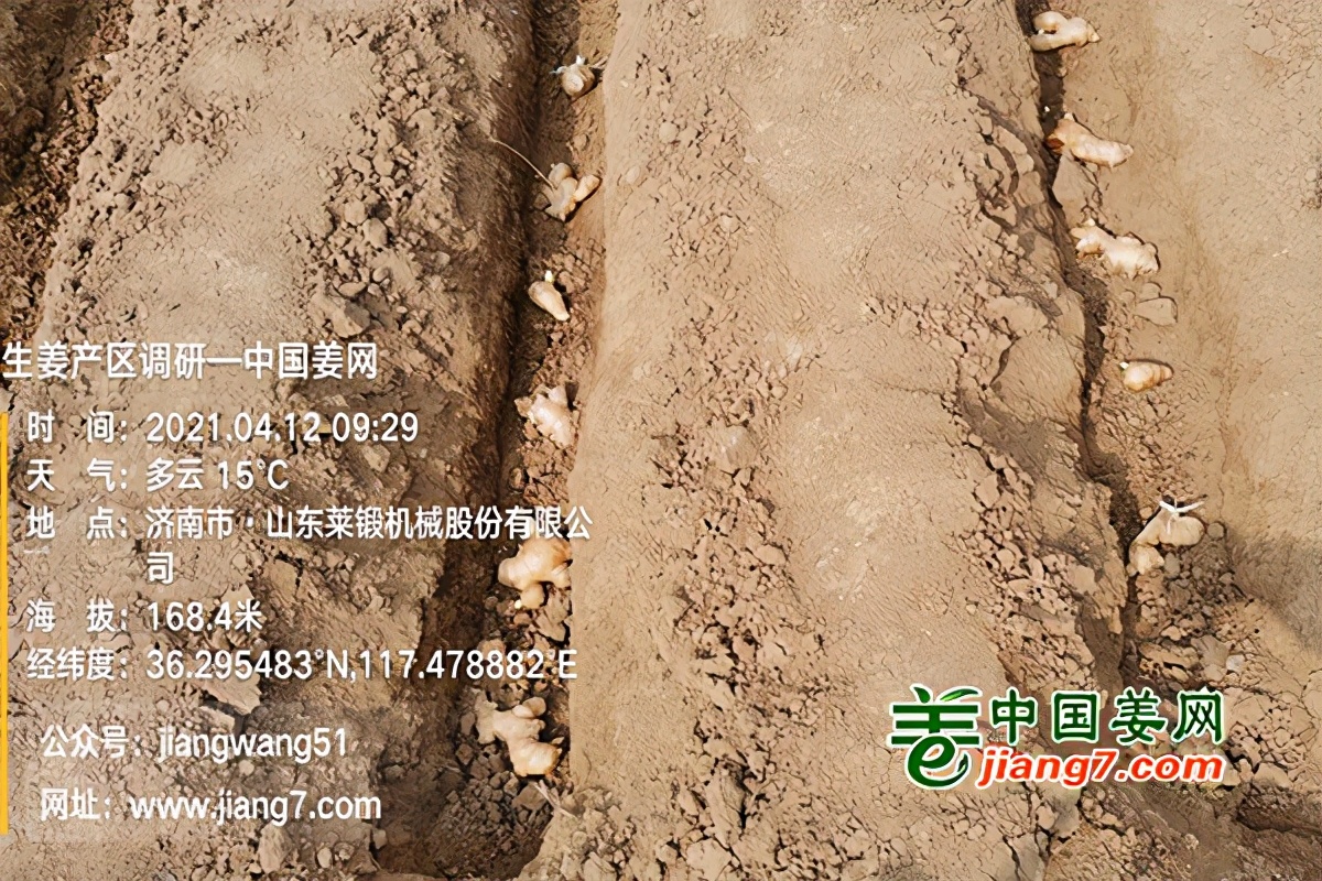 莱芜生姜一亩产量,莱芜生姜已拥有多少年的种植历史