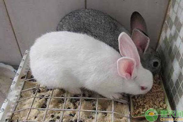 母兔的饲养管理视频教程,母兔产仔管理技术视频
