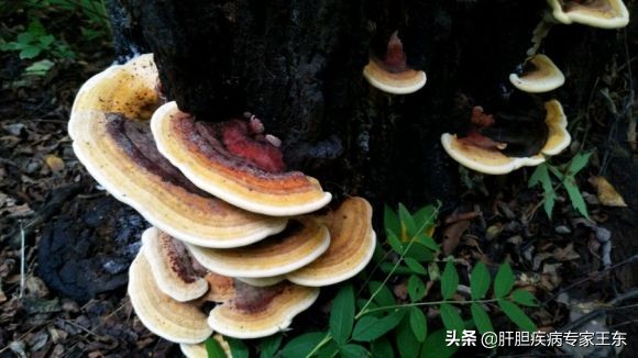 解读最新版肝癌诊疗规范,治疗肝癌恶性肿瘤的中药有哪些