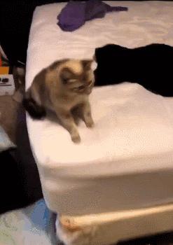 芝士为什么能顶住猫,最近网上说一片芝士就能封印猫咪