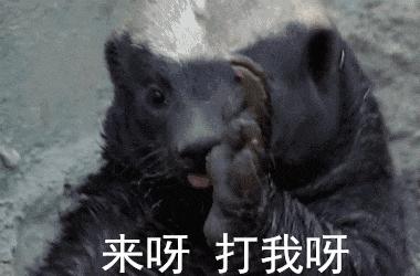你们吃的野味蜜獾，居然是称霸非洲的平头哥
