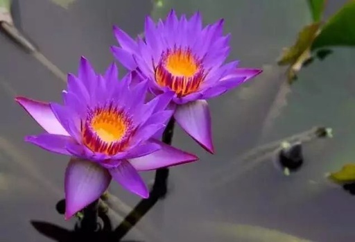 世界十大花卉排行榜名单,世界十大名贵花草