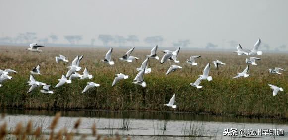 沧州旅游攻略必玩的景点冬天,沧州游玩攻略必去景点