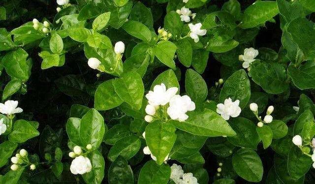 三角梅花后怎样修剪最好,月季花开完花后怎样修剪