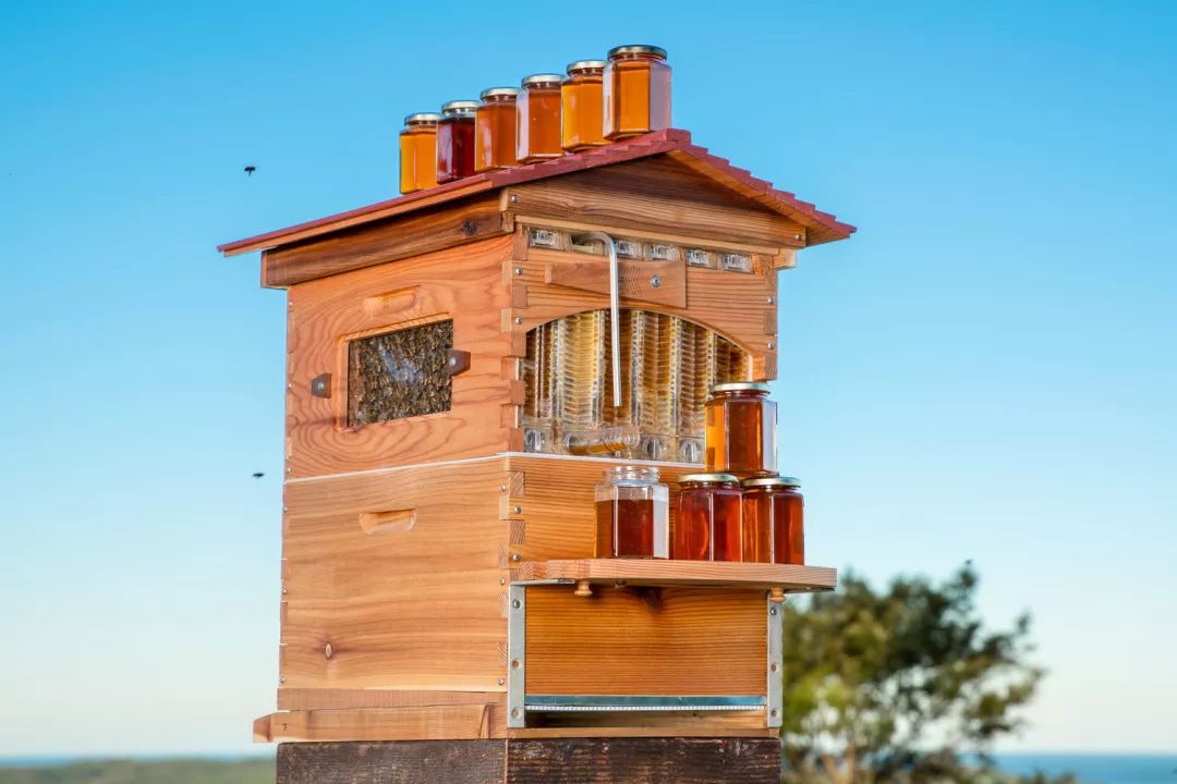 电动滑板车众筹,轻度滑板车众筹