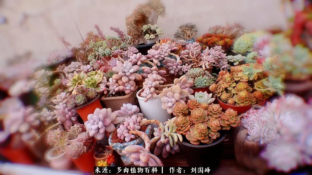 七百元打造的多肉王国，你还缺什么？