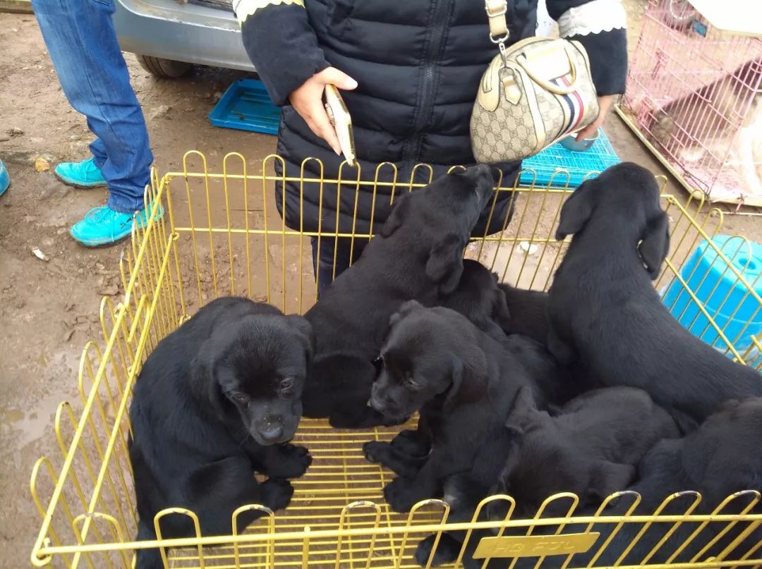 农村狗市300元就卖了的拉布拉多,同城自家拉布拉多小狗出售