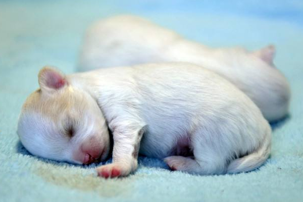 小狗崽断奶了吃什么,开水冲鸡蛋凉后泡狗粮喂断奶小狗