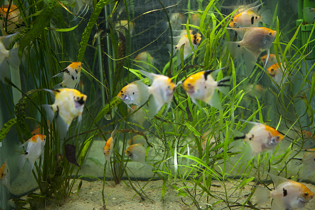 1.2米闽江底滤鱼缸滤材摆放三格,底滤鱼缸不排水怎么办