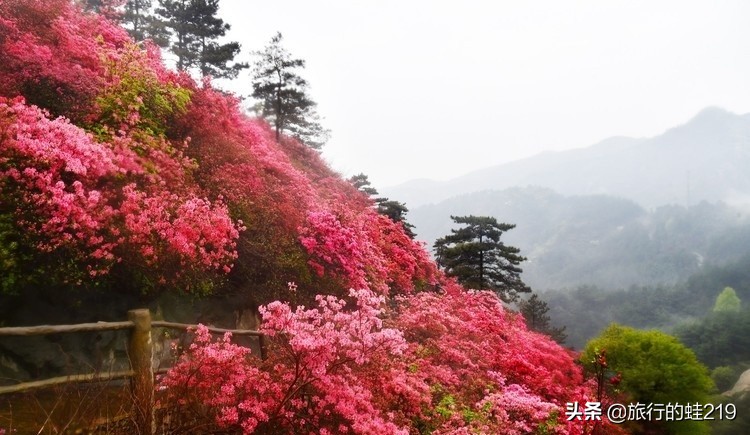 武汉环境好的区域,武汉环境最好是哪个区