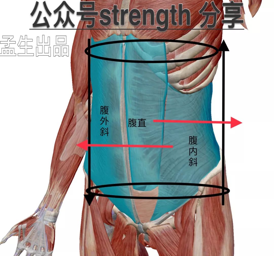 力量训练中腰带的选择与佩戴——全面指南