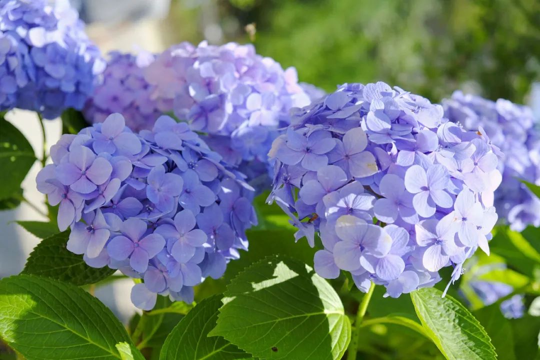 绿萝叶子被太阳晒伤了如何挽救,橡皮树夏天晒太阳叶子晒伤怎么办