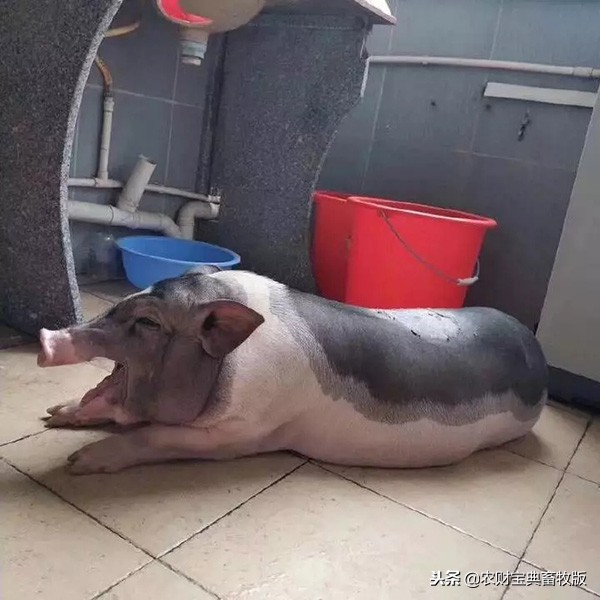 大学宿舍养猪,大学生宿舍养猪事件