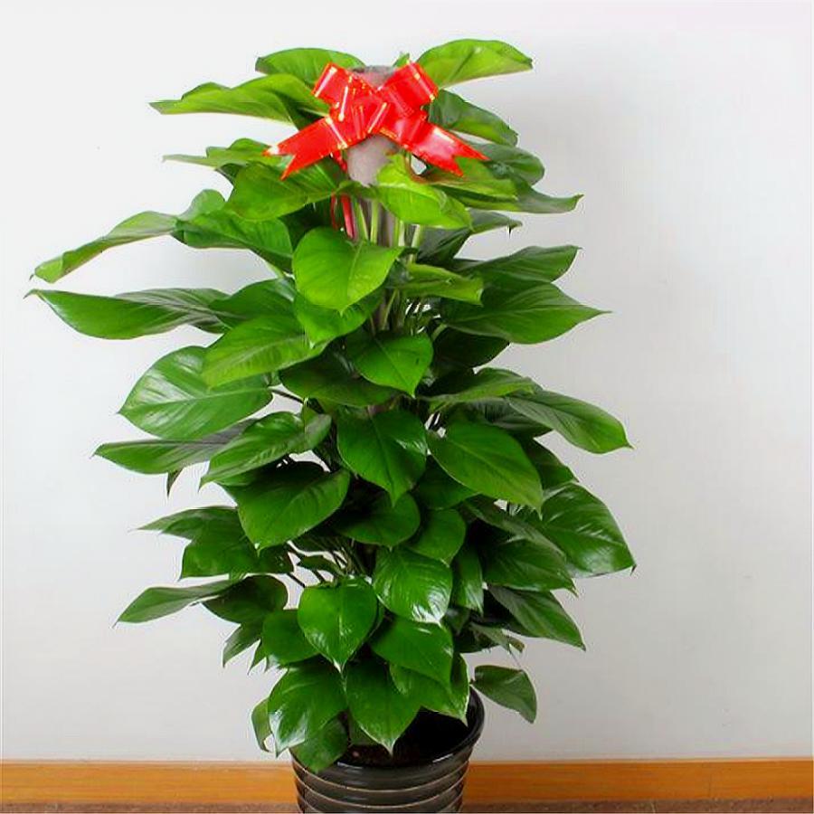 绿萝大叶子和小叶子,大叶绿萝叶子稀少