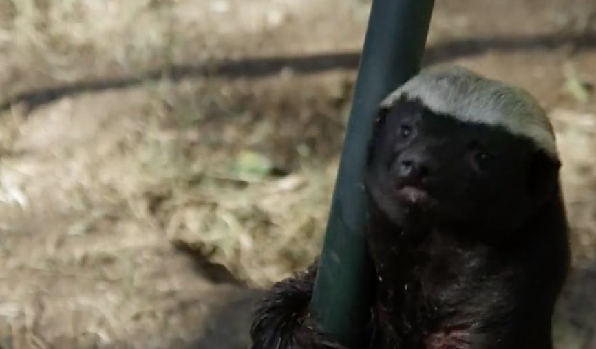 你们吃的野味蜜獾，居然是称霸非洲的平头哥